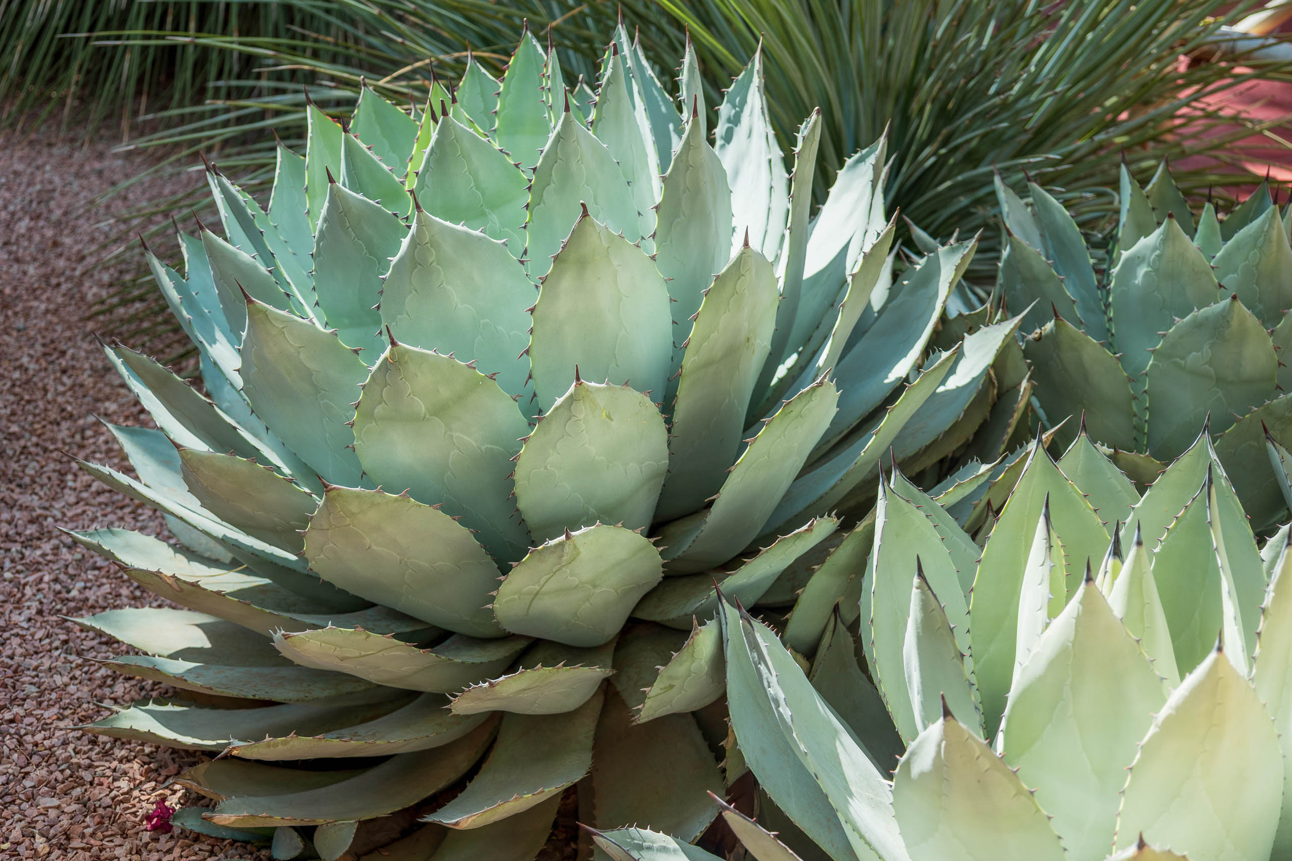 DreamDestinations-Website-Afbeeldingen-Bezienswaardigheden-Marokko-Marrakech-JardinMajorelle-2